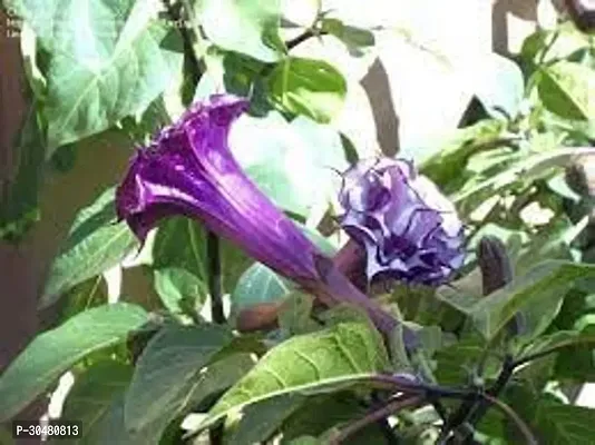 Moonflower Plant-thumb4