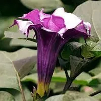 Moonflower Plant-thumb4