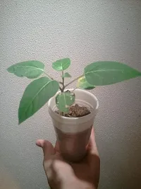 Moonflower Plant-thumb1