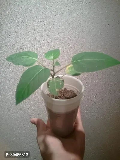 Moonflower Plant-thumb2