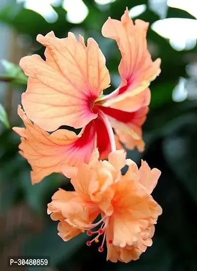 Gurhal Austrlian Hibiscus Flower Plant-thumb0