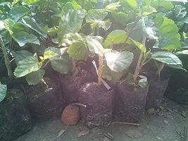 Gurhal Austrlian Hibiscus Flower Plant-thumb2