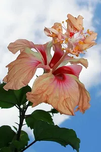 Gurhal Austrlian Hibiscus Flower Plant-thumb3