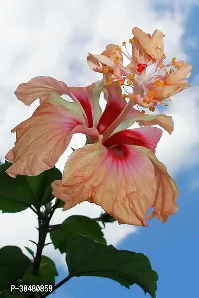 Gurhal Austrlian Hibiscus Flower Plant-thumb4