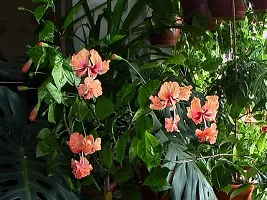 Gurhal Austrlian Hibiscus Flower Plant-thumb1