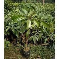 APOSOLUARD Shahi Lichi plant Lychee Litchi Leechee Air Layering Grafted Healthy Live fruit Plant-thumb2