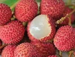 APOSOLUARD Shahi Lichi plant Lychee Litchi Leechee Air Layering Grafted Healthy Live fruit Plant-thumb3