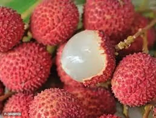 APOSOLUARD Shahi Lichi plant Lychee Litchi Leechee Air Layering Grafted Healthy Live fruit Plant-thumb4