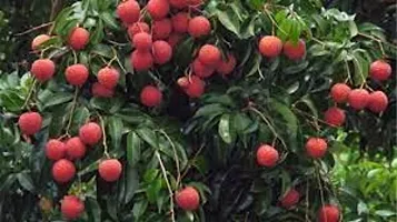 APOSOLUARD Shahi Lichi plant Lychee Litchi Leechee Air Layering Grafted Healthy Live fruit Plant-thumb1