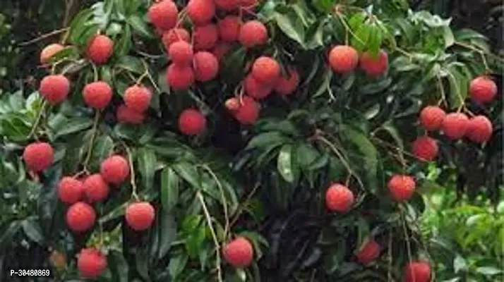 APOSOLUARD Shahi Lichi plant Lychee Litchi Leechee Air Layering Grafted Healthy Live fruit Plant-thumb2