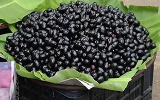 APOSOLUARD Seedless Sweet Black Jamun Java plum Jamun jambolan Grafted Healthy Live Plant-thumb3