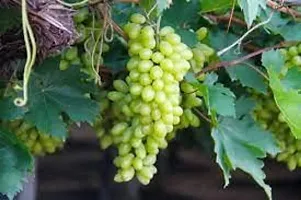 APOSOLUARD Grapes Plant vine fruit Dornfelder Angoor grape vine Outdoor Fruits Tree Healthy Live Fruit Plant-thumb1