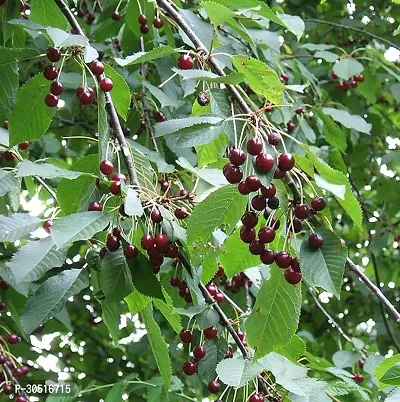 APOSOLUARD Sweet Red Barbados Cherry Wild Cherry Prunus avium Air Layering Grafted Healthy Live Plant-thumb3