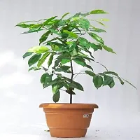 APOSOLUARD Indian medlar Kalpataru Bokul Flower Live plant, Spanish cherry and bullet wood Healthy Live Plant-thumb2