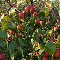 APOSOLUARD Kashmiri Red Apple Indian jujube Chinese date Chinee apple Beri tropical fruit Grafted Healthy Live fruit Plant-thumb2