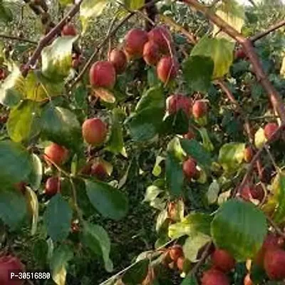 APOSOLUARD Kashmiri Red Apple Indian jujube Chinese date Chinee apple Beri tropical fruit Grafted Healthy Live fruit Plant-thumb3