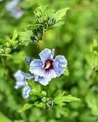 Blue Hibiscus Flower Plant-thumb2