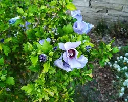 Blue Hibiscus Flower Plant-thumb3