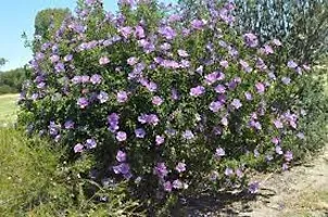 Blue Hibiscus Flower Plant-thumb1