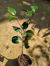 Japanese Camellia Plant-thumb2