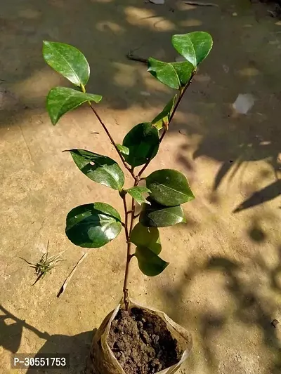 Japanese Camellia Plant-thumb3