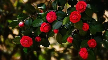 Japanese Camellia Plant-thumb1