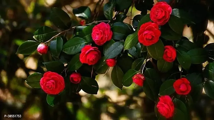 Japanese Camellia Plant-thumb2