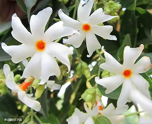 Coral Jasmine Plant-thumb0