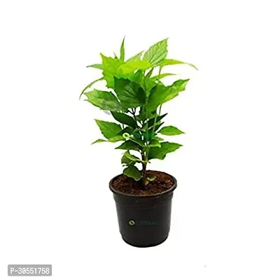 Coral Jasmine Plant-thumb3