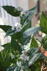 Coral Jasmine Plant-thumb3