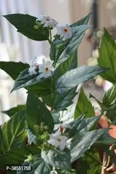 Coral Jasmine Plant-thumb4