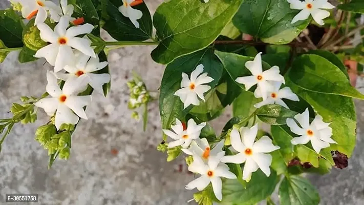 Coral Jasmine Plant-thumb2