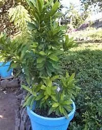 Rare All spice Plant myrtle pepper,Plant-thumb1