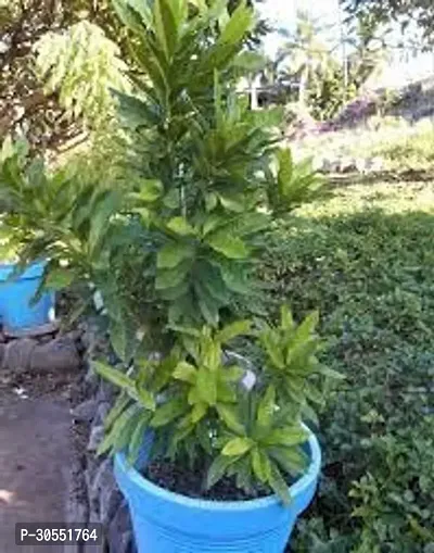 Rare All spice Plant myrtle pepper,Plant-thumb2