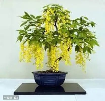 Indian Laburnum Plant