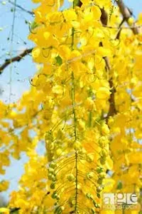 Indian Laburnum Plant-thumb2