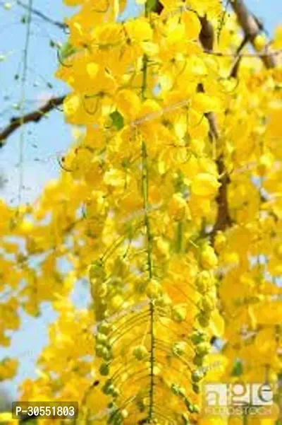 Indian Laburnum Plant-thumb3