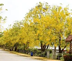 Indian Laburnum Plant-thumb1