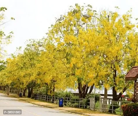 Indian Laburnum Plant-thumb2