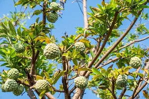 Apple Super Green Thai Plant-thumb1