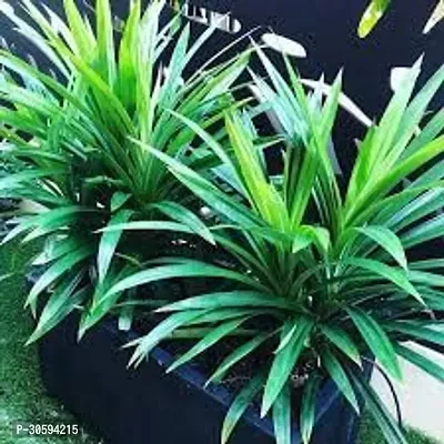 Biryani leaves Live Plant