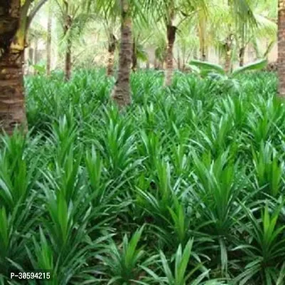 Biryani leaves Live Plant-thumb4