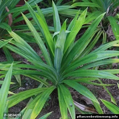 Biryani leaves Live Plant-thumb2