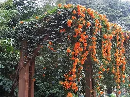 Golden Trumpet Vine Flower Plant-thumb1