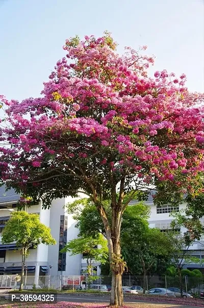 Tabobia Rosea,Pink flower Plant