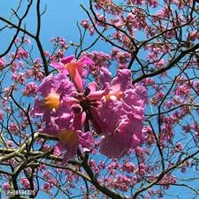 Tabobia Rosea,Pink flower Plant-thumb5