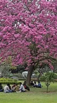 Tabobia Rosea,Pink flower Plant-thumb1