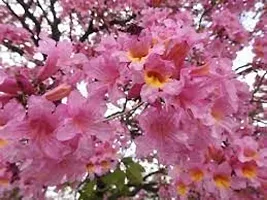 Tabobia Rosea,Pink flower Plant-thumb2