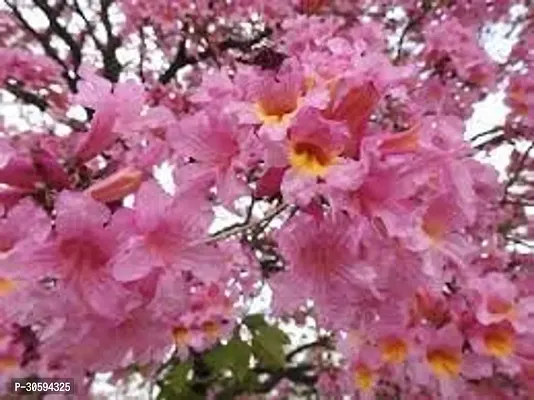 Tabobia Rosea,Pink flower Plant-thumb3