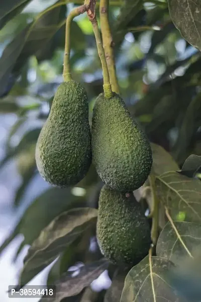 Avocado Fruit Plant Pack Of 1-thumb0